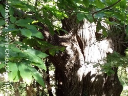 Les Ocres  de Mormoiron