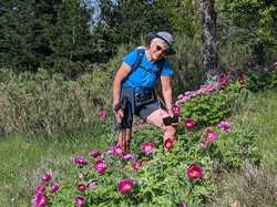 LES PIVOINES DE LACHAUX