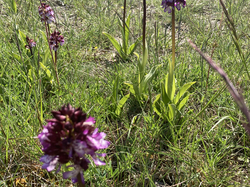 LES PIVOINES DE LACHAUX