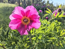 LES PIVOINES DE LACHAUX
