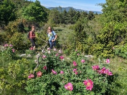 LES PIVOINES DE LACHAUX