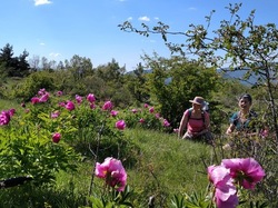 LES PIVOINES DE LACHAUX