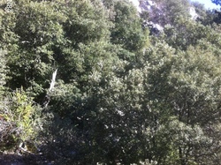 LES RAMAYETTES LE VENTOUX