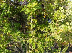 LES TRESORS D'ENTRECHAUX