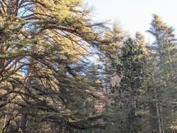 LE VENTOUX SUD-7 JAS