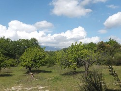 MAZAN : Les Chapelles