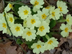 MOLLANS MONTAGNE DE BLUYE