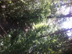 PLAISIANS COL DE GEINE/LA BOHEMIENNE