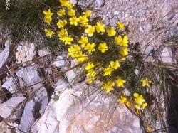 PLAISIANS COL DE GEINE/LA BOHEMIENNE