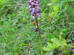 RASTEAU ET SES VIGNOBLES