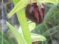 SAINT HIPPOLYTE LE GRAVEYRON