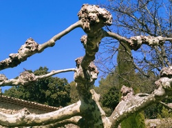 SAINT MARCELLIN LES VAISON