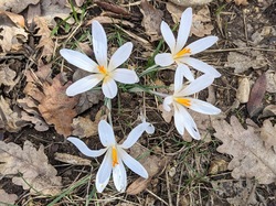 SAINT ROMAIN DE MELLEGARDE