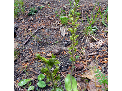 SEJOUR ARDECHE LAURAC / LES ORCHIDEES DE ANNE