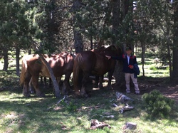 SEJOUR DANS LES PYRENNEES