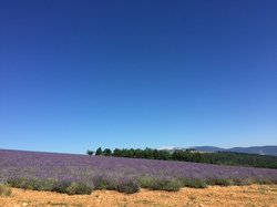 ST JEAN de SAULT LAVANDES