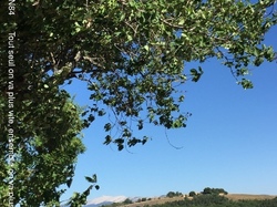 ST JEAN de SAULT LAVANDES