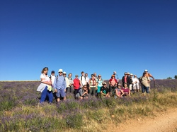 ST JEAN de SAULT LAVANDES