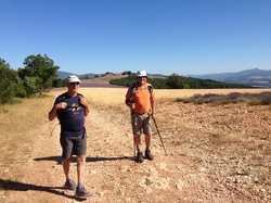 ST JEAN de SAULT LAVANDES