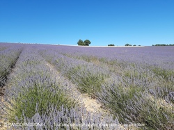 ST JEAN de SAULT LAVANDES