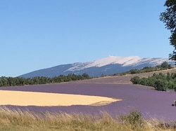 ST JEAN de SAULT LAVANDES