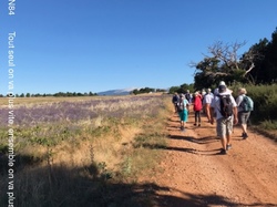 ST JEAN de SAULT LAVANDES