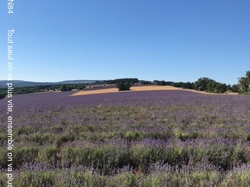 ST JEAN de SAULT LAVANDES